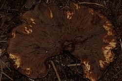 Samtfuss-krempling2-b.JPG