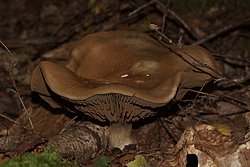 Schleierling (Cortinarius sp.-a.jpg