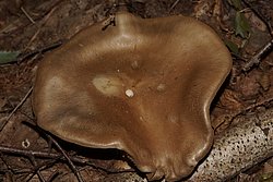 Schleierling (Cortinarius sp..jpg
