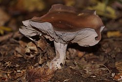 Schleierling Lepista nuda-a.jpg