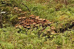 Schokoladenbrauner Faserling-a.jpg