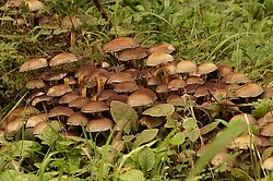 Schokoladenbrauner Faserling.jpg