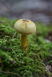 Schwefelritterling Tricholoma sulphureum-a.jpg