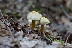Schwefelritterling Tricholoma sulphureum-b.jpg