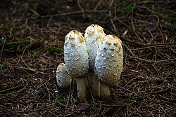 Spargelpilz-A.jpg