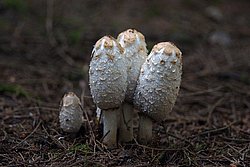Spargelpilz.jpg
