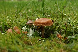 Spitzgebuckelter Rauhkopf-a.jpg