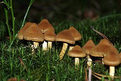 Spitzgebuckelter Raukopf-a.jpg