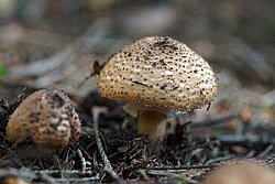 Spitzschuppiger Stachel-Schirmling Echinoderma asperum-a.jpg