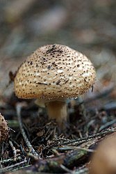 Spitzschuppiger Stachel-Schirmling Echinoderma asperum.jpg
