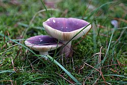 Stachelbeertaeubling-A.jpg