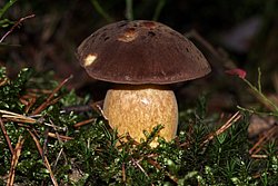 Steinpilz-a.jpg