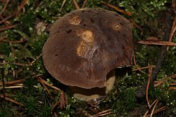 Steinpilz-b.jpg