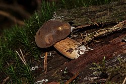 Steinpilz-c.jpg