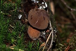 Steinpilz-d.jpg