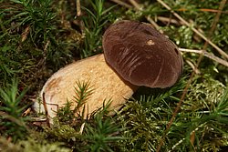 Steinpilz-e.jpg