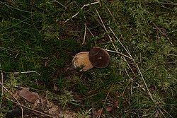 Steinpilz-f.jpg