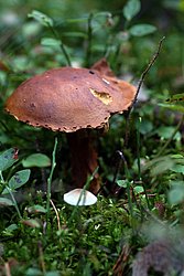 Steinpilz-g.jpg