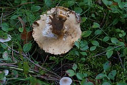 Steinpilz.jpg