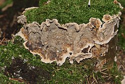 Stereum rugosum-a.jpg
