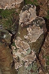 Stereum rugosum.jpg