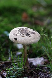 Sternschuppiger Riesenschirmpilz-a.jpg