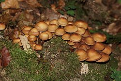Stockschwaemmchen-a.jpg