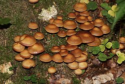 Stockschwaemmchen-b.jpg