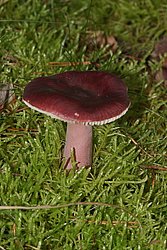 Taeubling Russula sp-a.jpg