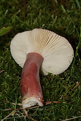 Taeubling Russula sp-b.jpg