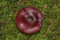 Taeubling Russula sp.jpg