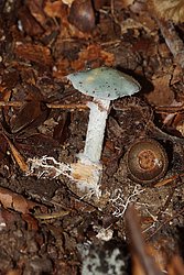 Traeuschlinge (Stropharia).jpg