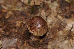 Tricholoma cf. imbricatum-1-a.jpg