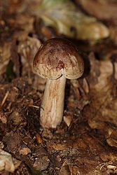 Tricholoma cf. imbricatum-1.jpg