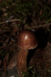 Tricholoma cf. imbricatum-a.jpg