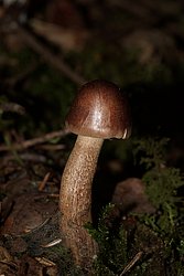 Tricholoma cf. imbricatum.jpg