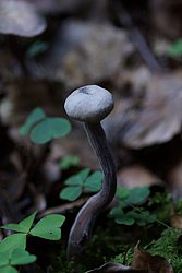 Violetter Lacktrichterling-1-a.jpg