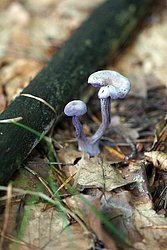 Violetter Lacktrichterling-1.jpg