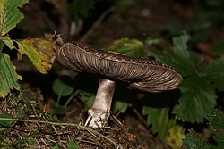 Waldchampignon-a.jpg