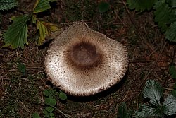 Waldchampignon.jpg