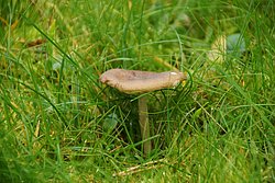 Weichritterling-a.jpg