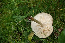 Weichritterling-b.jpg