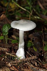 Weisser Anistrichterling Clitocybe fragrans-a.jpg