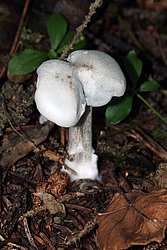 Weisser Anistrichterling Clitocybe fragrans-b.jpg