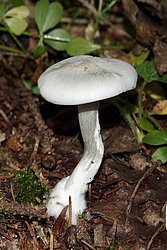 Weisser Anistrichterling Clitocybe fragrans.jpg