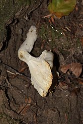 Weisser Ellering Cuphophyllus pratensis-a.jpg