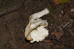 Weisser Ellering Cuphophyllus pratensis.jpg