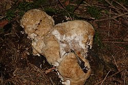 Weisser Polsterpilz-1-a.jpg