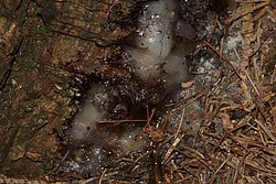 Weisser Schleimpilz-3.jpg