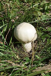 Wiesenchampignon-a.jpg